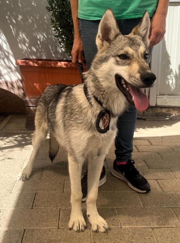 Aria E Lucky Cani Lupo Cecoslovacco
